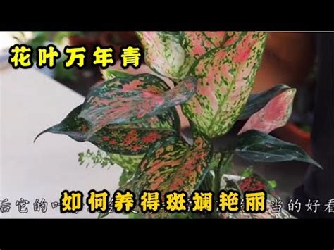 1979農曆 紅葉萬年青風水